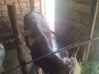 Bovine (lot, sex nespecificat), Bovine — foto 3