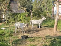 Capră, Capre — foto 1