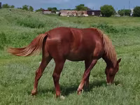 Merrie, Paarden — foto 2