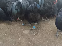 Australorp — fotografija 5