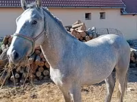 Koń, Lipizzaner — zdjęcie 7