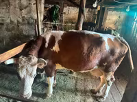 İnək, Simmental cattle — foto 4