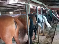 Cavalo, Cavalos — foto 2