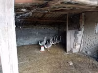 Geese — புகைப்படம் 2