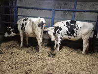 Krava, Russian Black pied cattle — foto 2