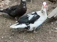 Ducks — تصویر 5