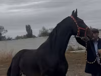 اسب نر, Orlov Trotter — عکس 4