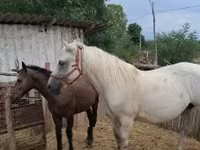 Mare, Horses — photo 5