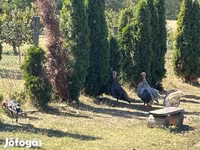 Turkeys — புகைப்படம் 1