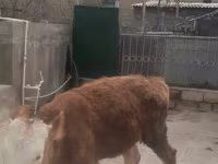 암소, Simmental cattle — 사진 2