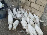 Turkeys — 사진 1