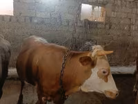 گاو نر, گاو — عکس 6