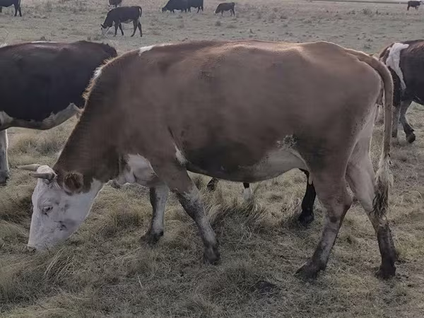 Krava, Simmental cattle
