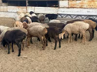 Baran, Rhon sheep — zdjęcie 2