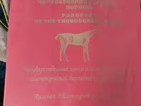 Kuda jantan, Horses — foto 1
