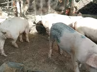 Porci (lot, sex nespecificat), Porci — foto 4