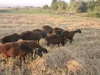 Sheep, Sheep — photo 2