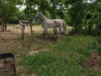 ცხენი, Lipizzaner — ფოტო 3
