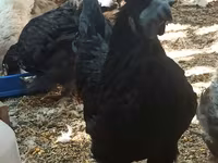 Chickens — تصویر 3