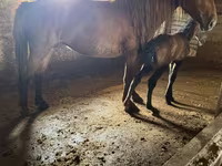 Kobyła, Kazakh horse — zdjęcie 1