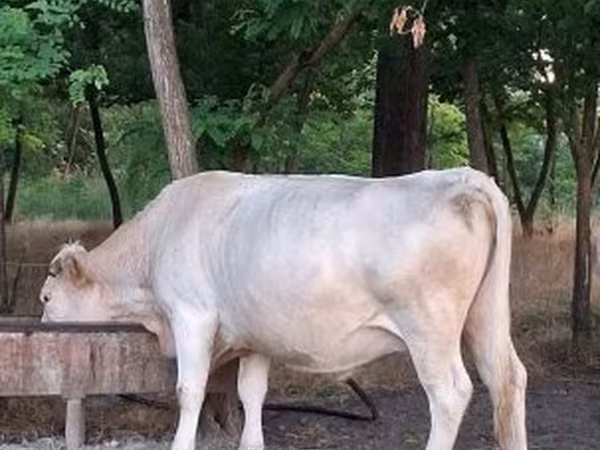 Vaca, Charolais cattle