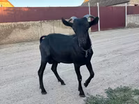 Bak, Murcia-Granada goats — 1. fotó