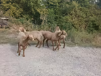 Får, Arashan sheep — foto 4