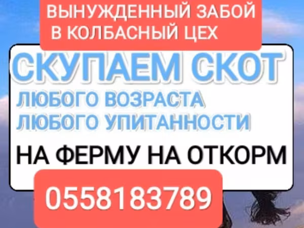 اسب