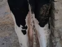 Koe, Holsteinras — foto 7