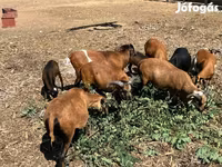 Widder, Cameroon sheep — Foto 3