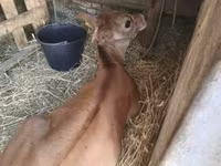 گاو ماده, نژاد جرسی — عکس 4