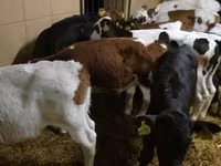 Rundvee (partij, geslacht niet gespecificeerd), Simmental cattle — foto 3