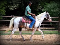 Kůň, National Show Horse — foto 7