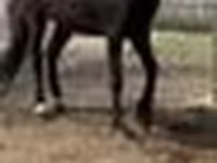 Klisna, Orlov Trotter — foto 6