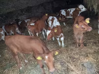 ثور, Simmental cattle — الصورة 1