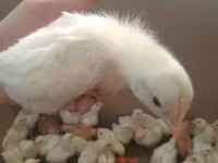 Brahma — foto 4