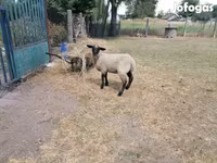 Får, White Suffolk sheep — foto 4