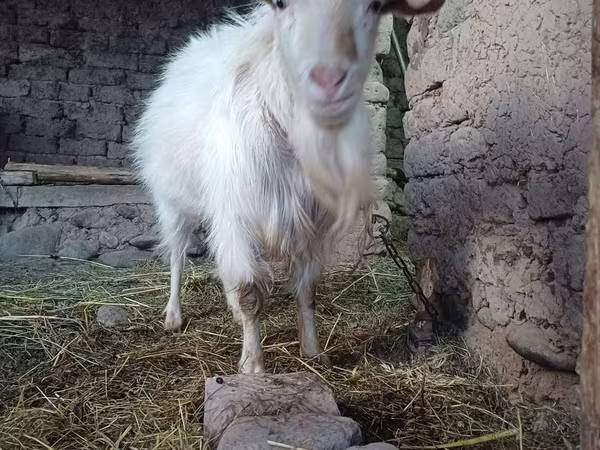 Kambing jantan, Goats