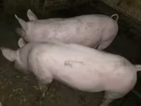 Locha, Świnie — zdjęcie 2