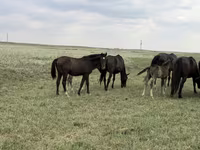 குதிரை, Orlov Trotter — புகைப்படம் 1