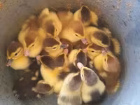 Ducks — Foto 1