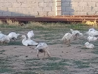 Geese — снимка 1