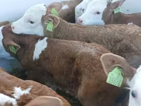 Lembu jantan, Simmental cattle — foto 2