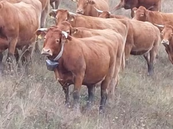 Bulle, Simmental cattle