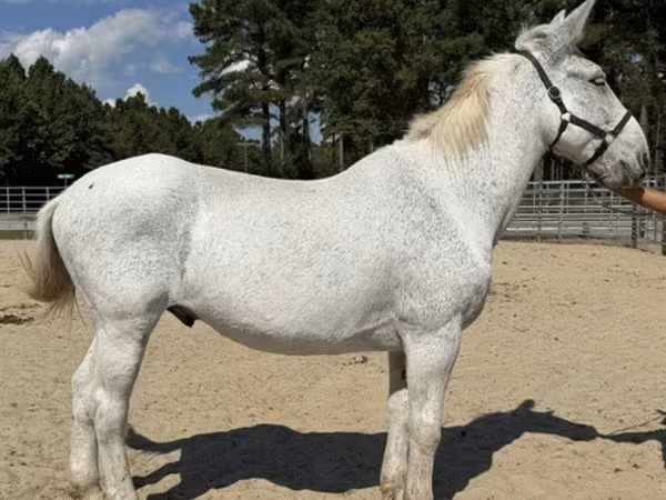Kůň, Mule