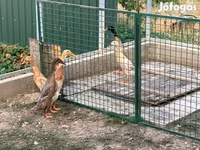 Indian Runner — foto 3