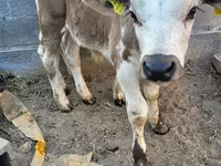 گاو نر, Swiss cattle — عکس 5