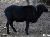 Ovca, Cameroon sheep — fotografija 3