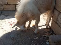 Kambing betina, Goats — foto 2