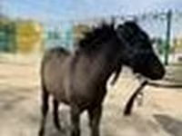 Konji (partija, pol nije naveden), Australian Pony — fotografija 7